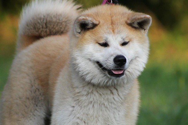 akita na vodítku